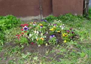 Kwiaty zasadzone przy boisku szkolnym przez uczniów z okazji Dnia Ziemi.