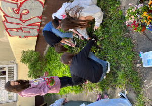 Grupa uczennic z klas siódmych sadzi kwiaty na terenie szkolnego boiska.
