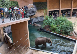 Widok z tarasu widokowego na dwa kąpiące się słonie w Orientarium