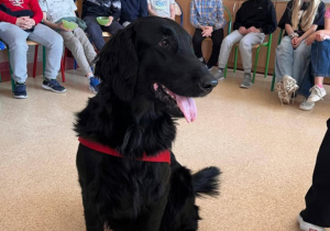 Pies rasy retriever podczas zajęć dogoterapii w klasach czwartych i piątych. Na drugim planie grupa uczniów z klasy 4d