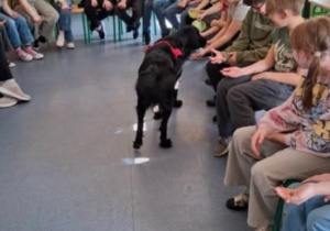 Ćwiczenia i zabawy podczas zajęć dogoterapii w klasie 4b
