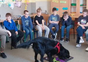Grupa uczniów z klasy 5c obserwuje w swojej sali zajęcia z udziałem psa terapeutycznego.