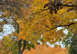 Cmentarz Wojskowy na Powązkach.
