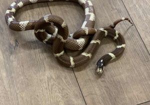 Wąż zbożowy prezentowany uczniom w trakcie warsztatów z płazów i gadów.