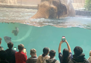 Uczniowie obserwują kąpiel słoni w Orientarium.