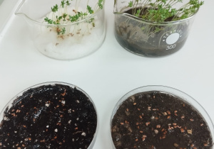 Hodowla rzeżuchy na różnym podłożu.